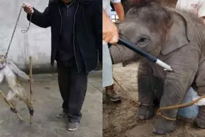 10 Foto ini tunjukkan mirisnya di balik layar hewan sirkus yang lucu