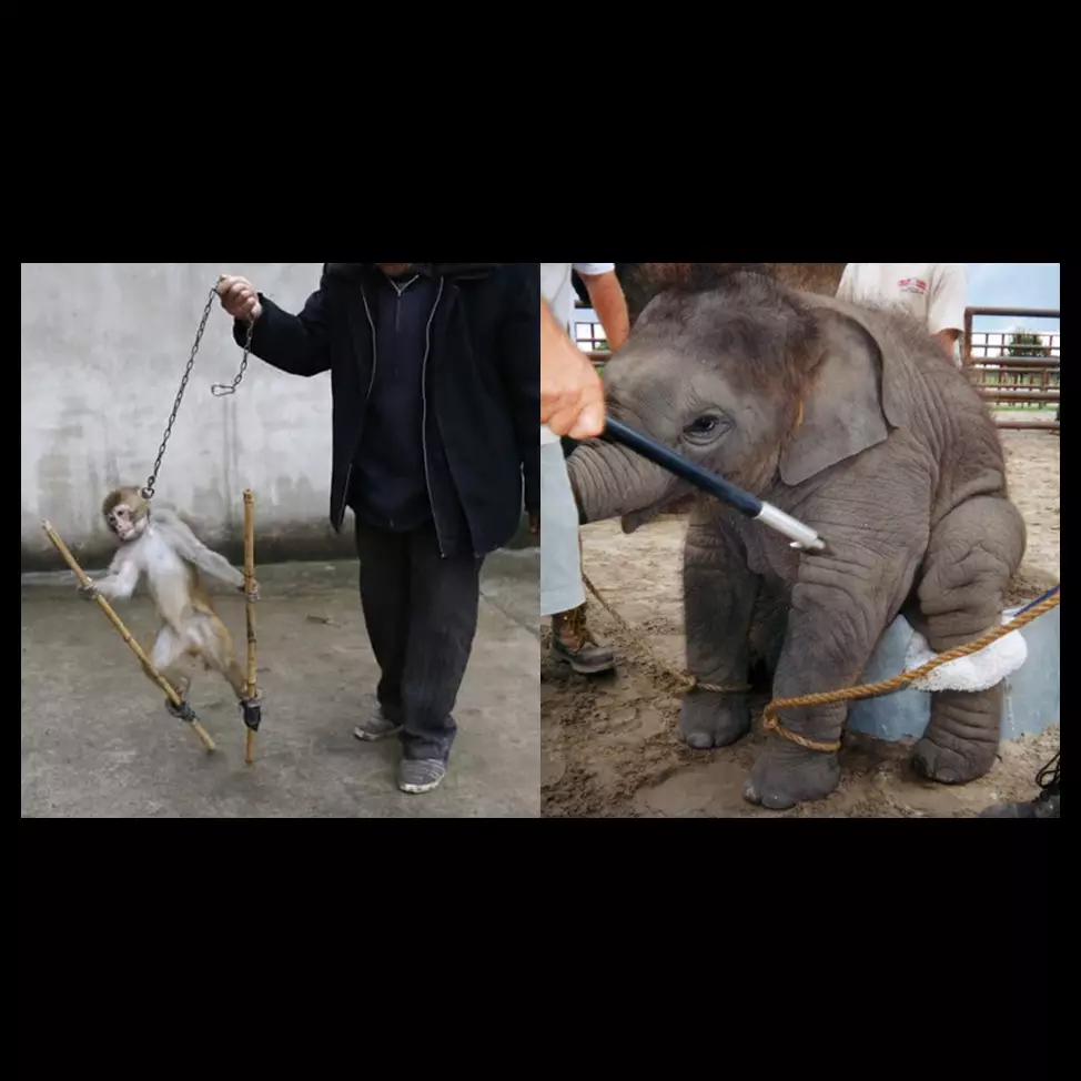 10 Foto ini tunjukkan mirisnya di balik layar hewan sirkus yang lucu