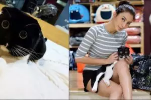 Imutnya Chong Fen, kucing Tyas Mirasih yang mulai hits di Instagram