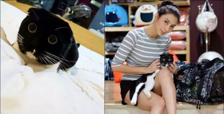 Imutnya Chong Fen, kucing Tyas Mirasih yang mulai hits di Instagram