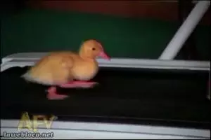 15 Aksi hewan di treadmill ini bikin gemes & senyum-senyum sendiri