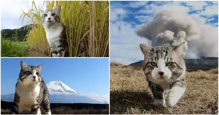 15 Foto kucing bergaya bak model profesional ini bikin geleng-geleng
