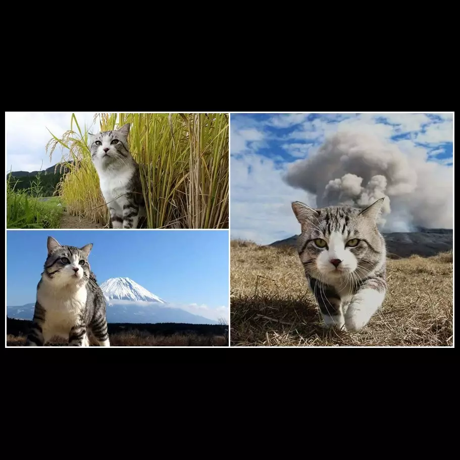 15 Foto kucing bergaya bak model profesional ini bikin geleng-geleng