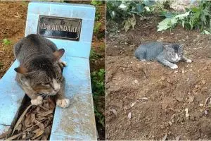 Kucing ini rutin datangi makam pemiliknya selama setahun, sedih deh