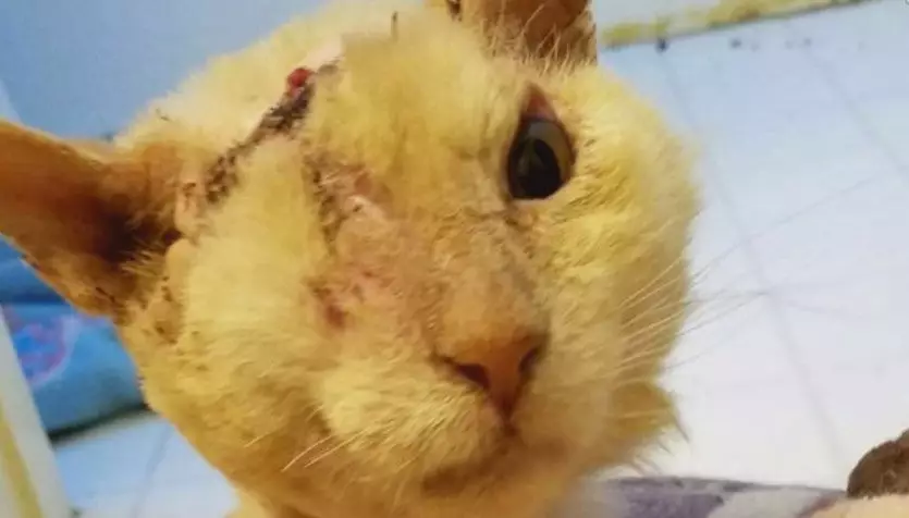 Buta karena kecelakaan, wajah kucing ini tetap lucu &amp; bikin gemas