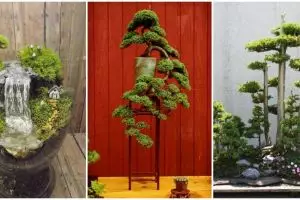 18 model bonsai ini bisa jadi hiasan halaman rumahmu biar tambah sejuk