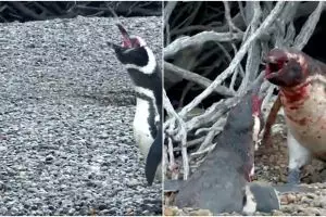 Penguin jantan ini hajar selingkuhan istrinya, endingnya bikin nyesek