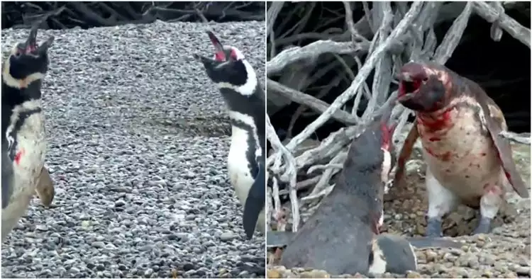 Penguin jantan ini hajar selingkuhan istrinya, endingnya bikin nyesek
