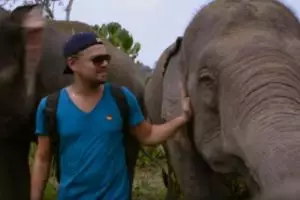 Film dokumenter Leonardo DiCaprio ini ungkap rusaknya hutan Indonesia
