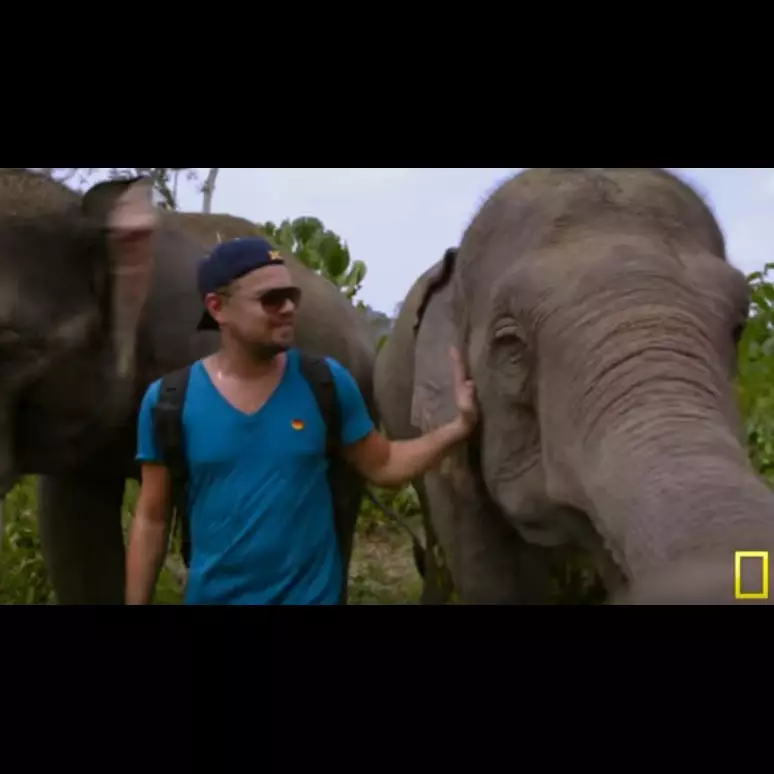 Film dokumenter Leonardo DiCaprio ini ungkap rusaknya hutan Indonesia