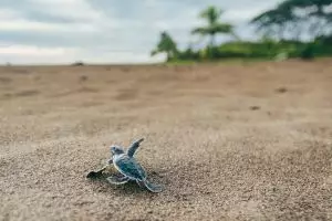 8 Foto perjalanan anak penyu menuju laut ini lucu banget