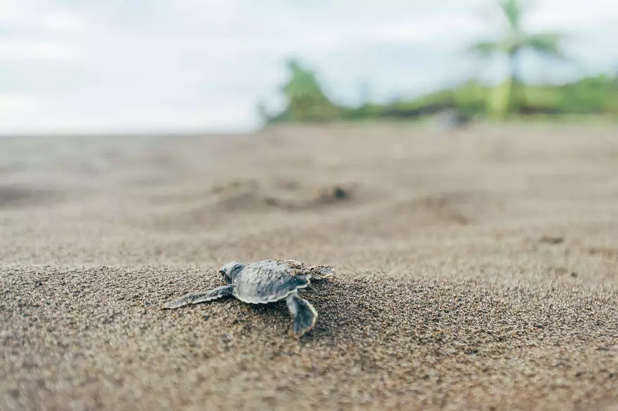 8 Foto perjalanan anak penyu menuju laut ini lucu banget