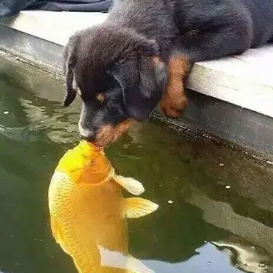 10 Editan foto anak anjing cium ikan ini bikin ngakak