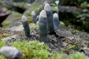 Jamur ini unik banget, bentuknya mirip jari tangan manusia