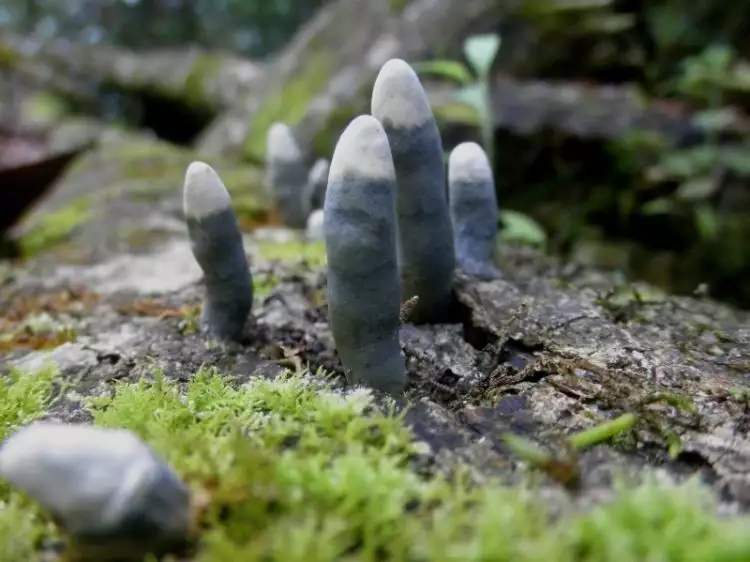 Jamur ini unik banget, bentuknya mirip jari tangan manusia