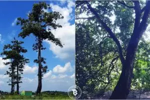 Mitos 6 pohon ini pasti pernah menghantui masa kecilmu