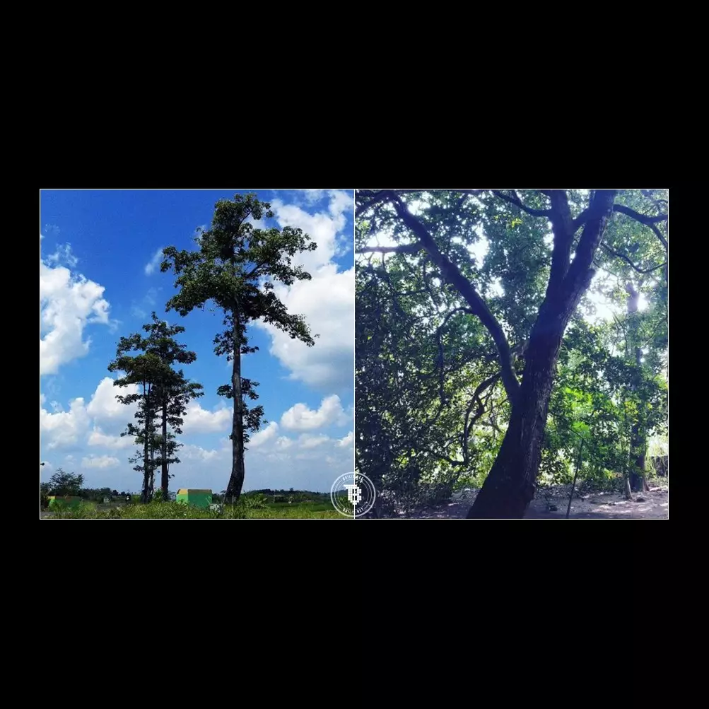 Mitos 6 pohon ini pasti pernah menghantui masa kecilmu