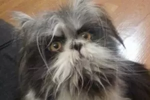 Ini anjing atau kucing? Foto viral ini bikin netizen berdebat sengit