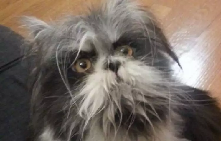 Ini anjing atau kucing? Foto viral ini bikin netizen berdebat sengit