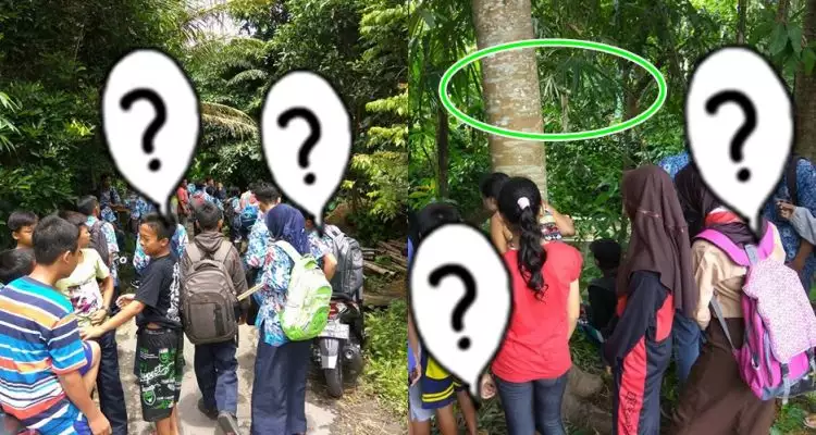 Fenomena pohon nangis di Magelang ini bikin geger, mistis atau ilmiah?
