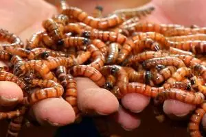 Perusahaan ini hukum karyawan berkinerja buruk makan ulat hidup-hidup