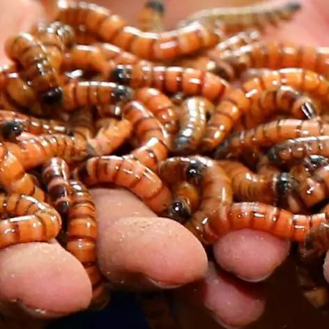 Perusahaan ini hukum karyawan berkinerja buruk makan ulat hidup-hidup