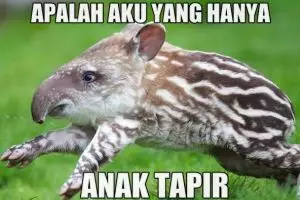 10 Meme tapir ini bikin kamu angkat satu alis, kriuk banget