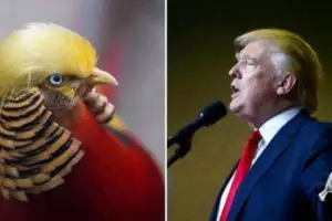 Punya jambul bak rambut Donald Trump, foto burung ini viral banget