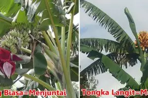Pisang asli Maluku ini unik lho, tumbuhnya menjulang langit