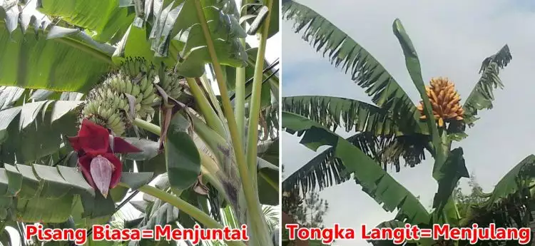 Pisang asli Maluku ini unik lho, tumbuhnya menjulang langit