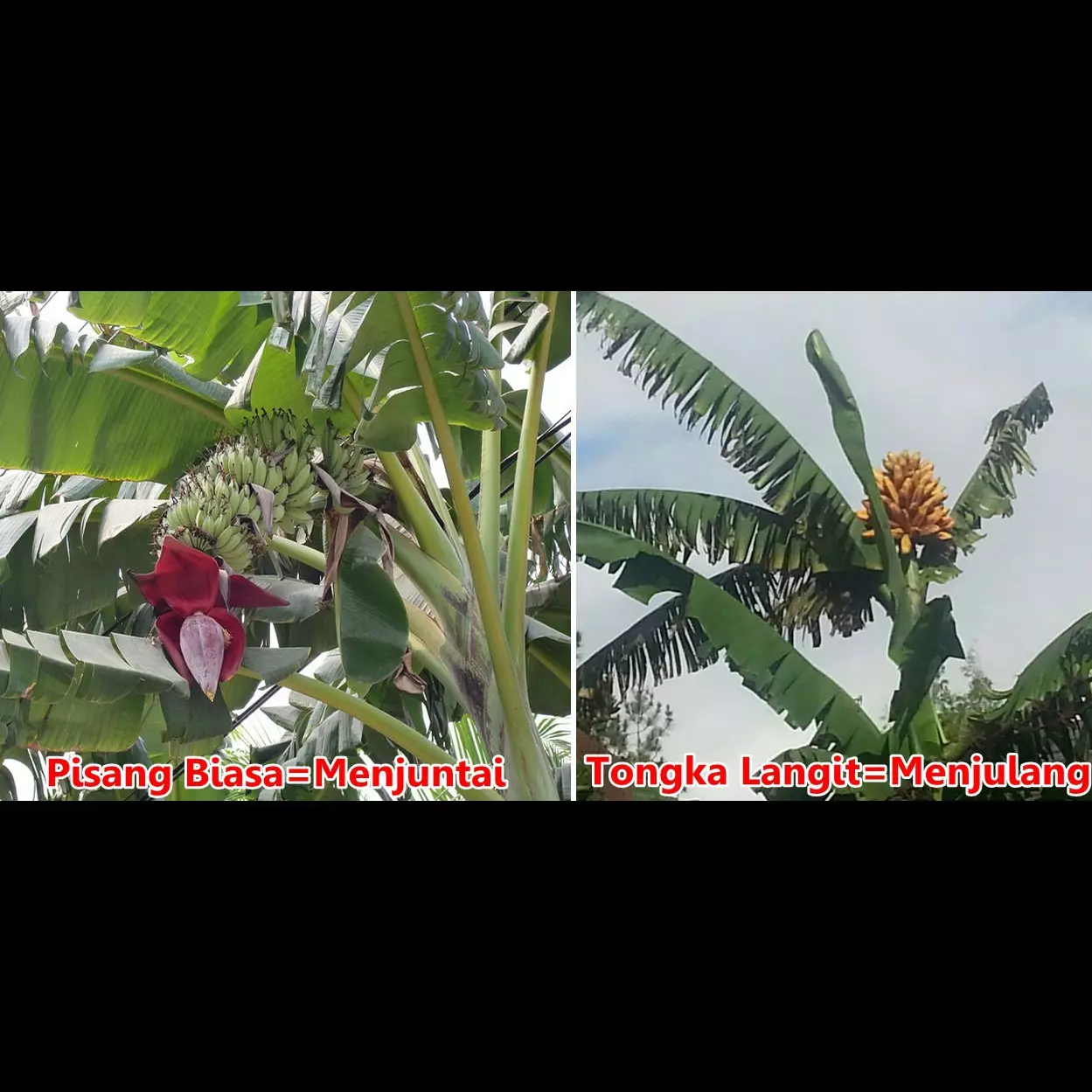 Pisang asli Maluku ini unik lho, tumbuhnya menjulang langit