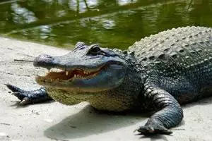 Buaya ganas ini bikin resah, satu orang tewas diterkam