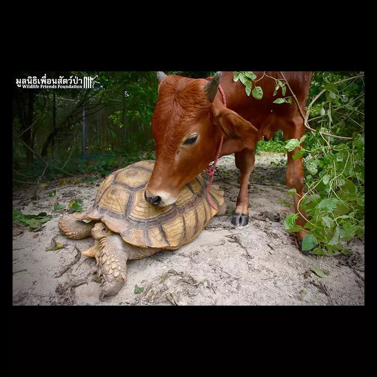 Potret persahabatan kura-kura &amp; anak sapi pincang ini bikin haru