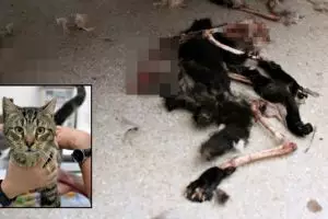 Terkunci di dalam rumah, 14 kucing ini jadi kanibal 