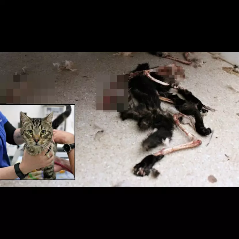 Terkunci di dalam rumah, 14 kucing ini jadi kanibal 