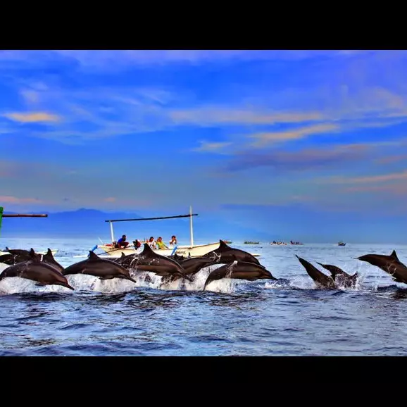 5 Pantai ini wajib kamu kunjungi bila ingin melihat lumba-lumba