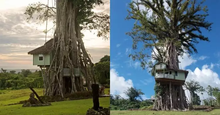 10 Foto kerennya rumah pohon ini bikin kamu melongo lihat dalamnya