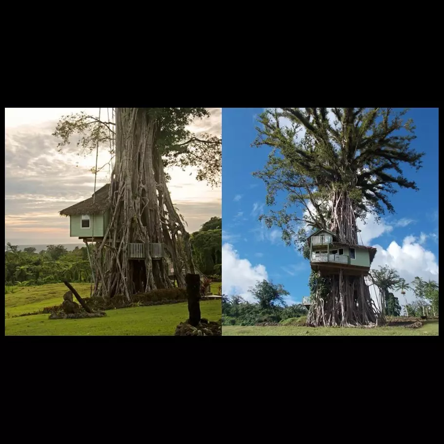 10 Foto kerennya rumah pohon ini bikin kamu melongo lihat dalamnya