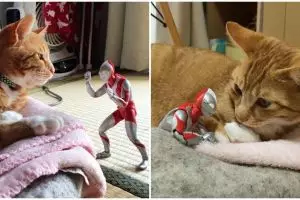 15 Foto kucing berteman dengan 'Ultraman' ini bikin gemes banget 