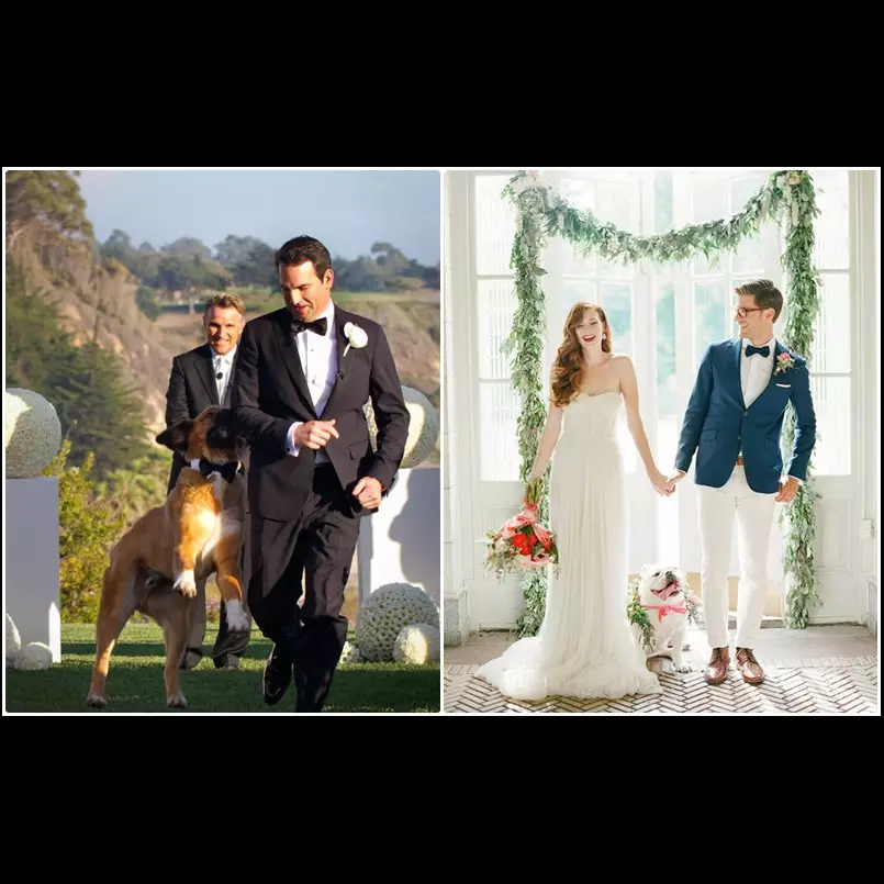 15 Foto anjing jadi pendamping pengantin ini bikin gemas