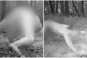 Pria telanjang di hutan ini dikira siluman harimau, duh kok bisa ya?