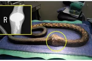 Ular kelaparan telan gagang pintu yang dikira telur ayam, duh kasihan