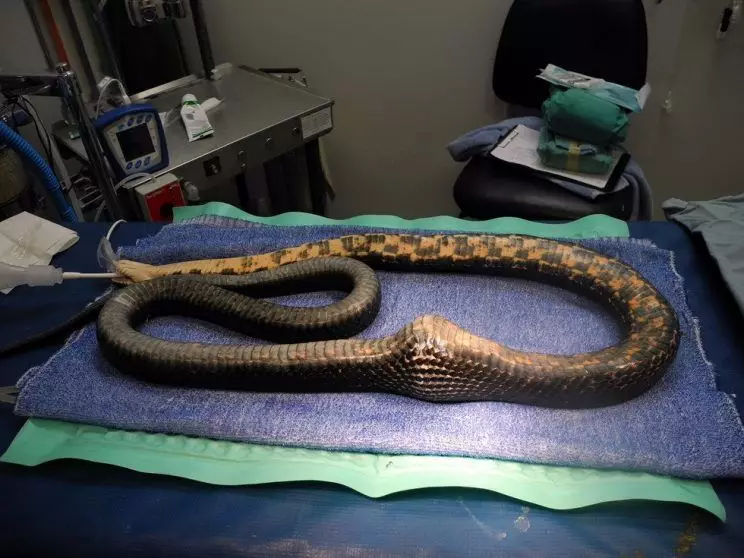 Ular kelaparan telan gagang pintu yang dikira telur ayam, duh kasihan