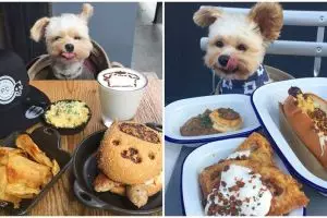 15 Foto lucu anjing makan di restoran ini bikin gemes banget 