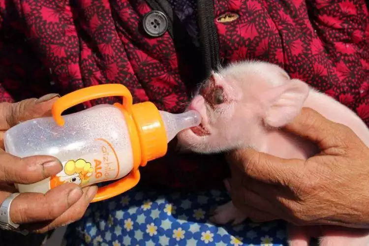 Anak babi berwajah mirip monyet ini lahir di China, apa sebabnya ya?