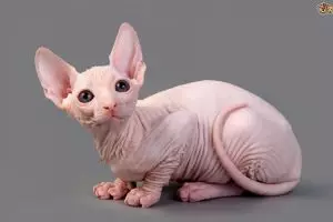 Rogoh kocek Rp 9 juta demi kucing Sphynx, yang didapat wanita ini zonk