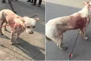 Sadis, di tempat ini anjing liar banyak yang dipanah hingga tembus