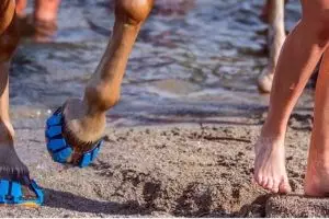 Sekarang ada lho sepatu khusus buat kuda, nggak perlu dipaku