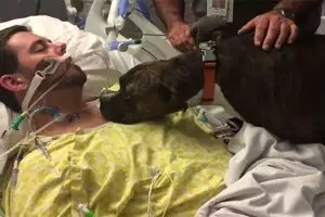 Anjing ini besuk pemiliknya yang sekarat untuk ucapkan selamat tinggal