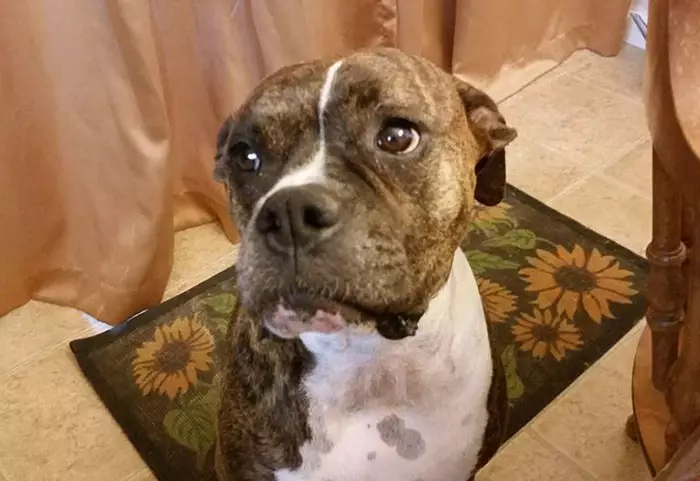 Anjing ini besuk pemiliknya yang sekarat untuk ucapkan selamat tinggal